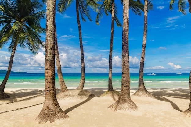 Premium Photo Beautiful Landscape Of Tropical Beach On Boracay Island Philippines Coconut