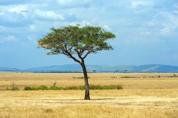 Premium Photo | Beautiful landscape with nobody tree in africa