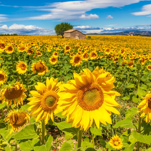 Free Photo Beautiful Landscape With Sunflower Field Over Cloudy Blue