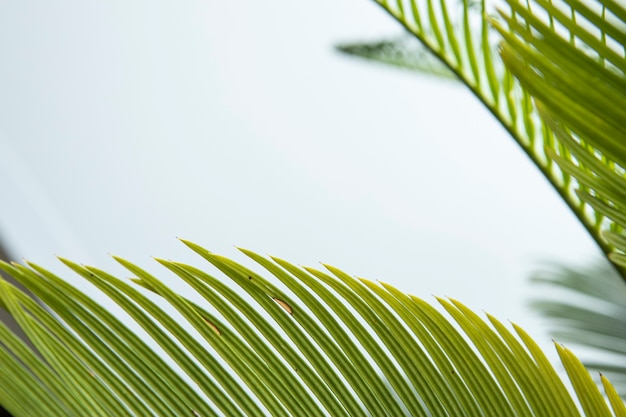 Premium Photo | Beautiful leaf plants with curls