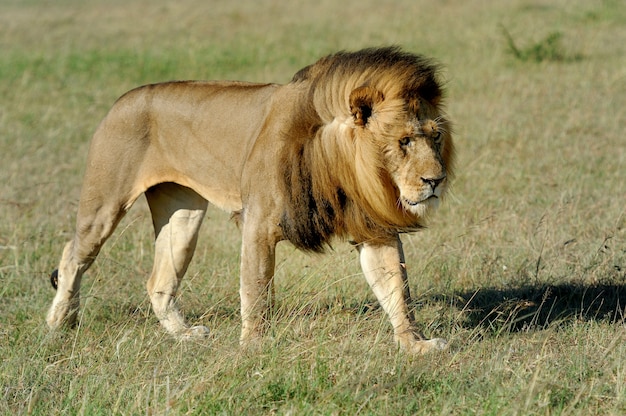 Free Photo | Beautiful lion caesar in the grass of masai mara, kenya