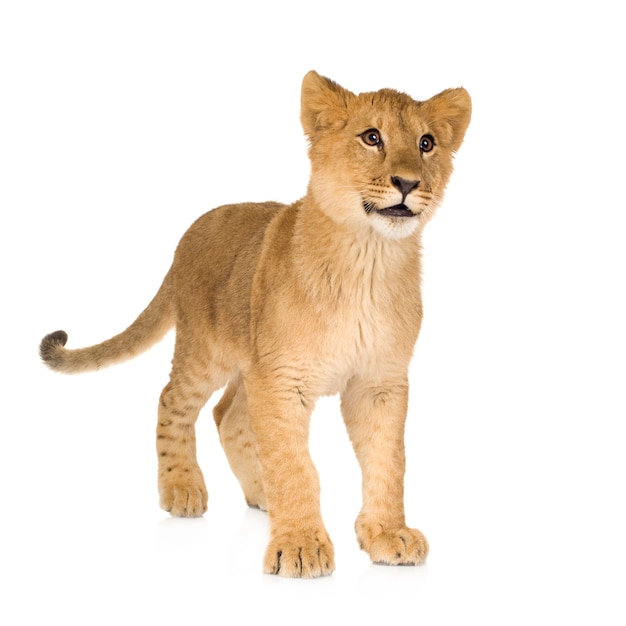 Premium Photo | Beautiful lion cub portrait isolated