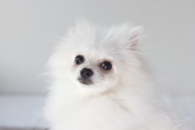 美しい小さな白いふわふわのポメラニアン犬 プレミアム写真