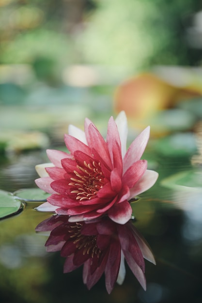 Premium Photo | Beautiful lotus flower on the water after rain in garden.