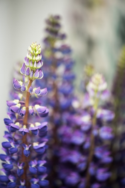 Premium Photo | Beautiful lupine flowers in a bouquet