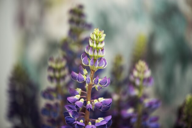 Premium Photo | Beautiful lupine flowers in a bouquet