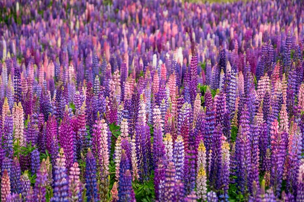 ニュージーランドのテカポ湖周辺には美しいルピナスが咲いています プレミアム写真