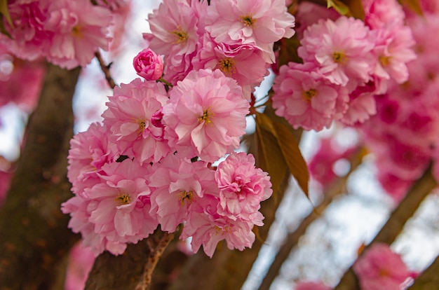 美しい緑豊かな開花桜の木 ピンクのふわふわの花 プレミアム写真