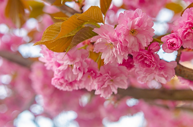 美しい緑豊かな開花桜の木 ピンクのふわふわの花 プレミアム写真