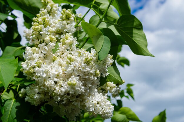 Premium Photo | Beautiful lush fresh bunch of white lilac on a bush in ...