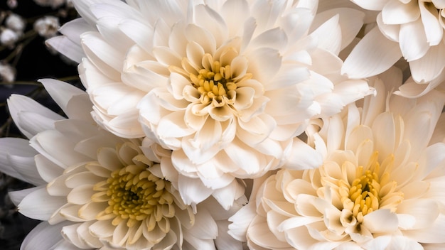 美しいマクロ白い花 無料の写真