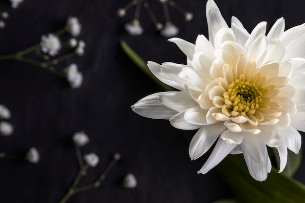 美しいマクロ白い花 無料の写真