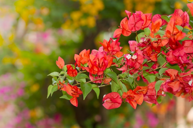 美しいマゼンタブーゲンビリアグラブラchisy花 プレミアム写真