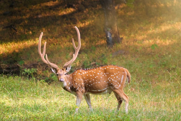 Premium Photo | Beautiful male chital or spotted deer in ranthambore ...