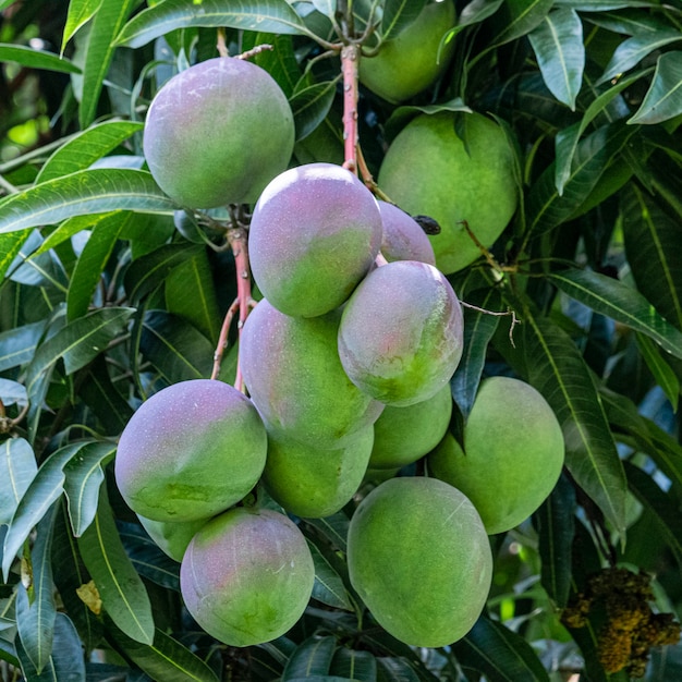 Premium Photo | Beautiful mangoes on the tree