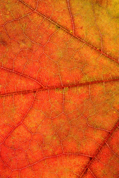 Premium Photo | Beautiful maple leaf close-up. high quality photo