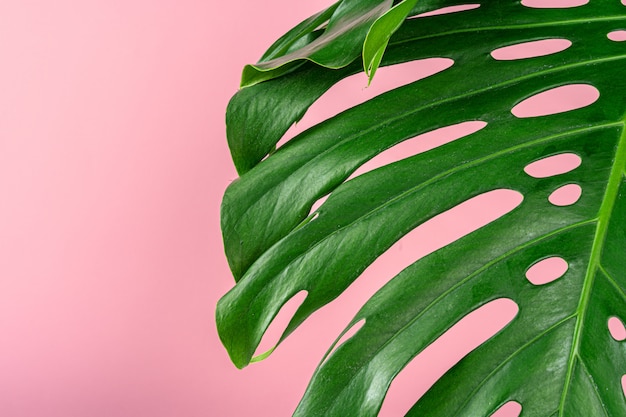 Premium Photo | Beautiful monstera leaf on a pink background.