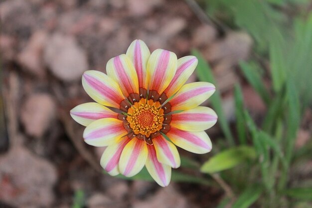 Free Photo | Beautiful nature flower
