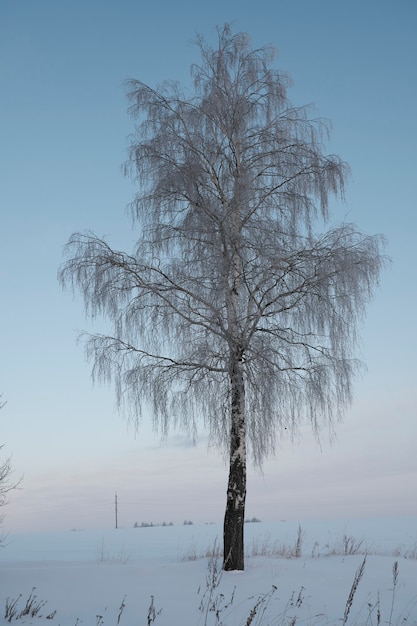 Картинки березка в снегу