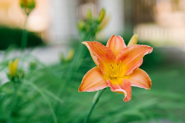 庭の夏に美しいオレンジ色のカンゾウの花 プレミアム写真