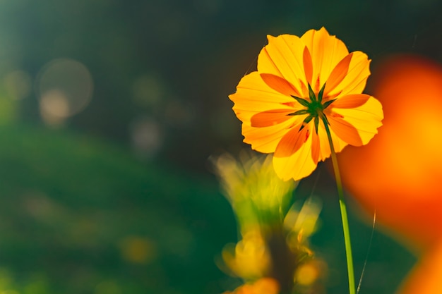 Premium Photo | Beautiful orange flowers before sunset in the garden.