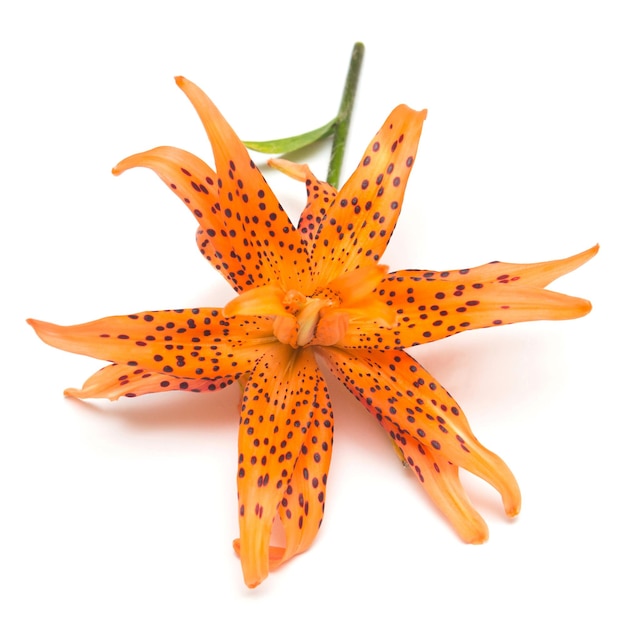 Tiger Lilies Flowers Images | Free Vectors, Stock Photos & PSD | Page 2