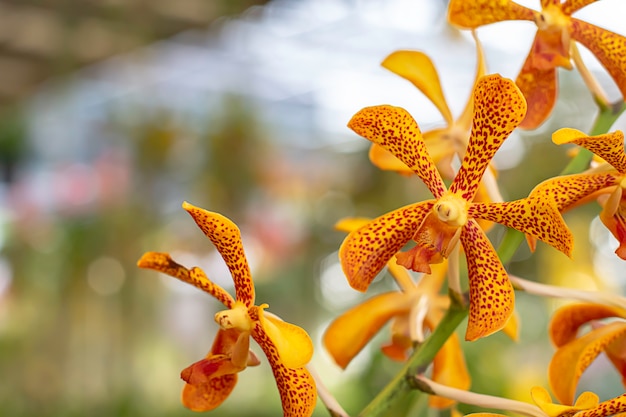 美しいオレンジ色の蘭の花と模様の茶色の斑点 プレミアム写真