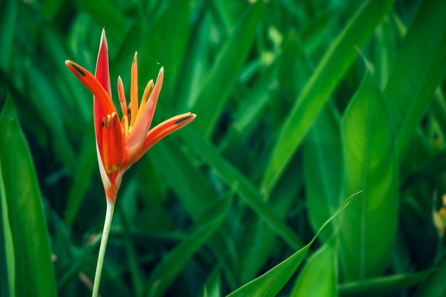 Premium Photo Beautiful Of Orange Red Bird Of Paradise Flower Against With Green Background