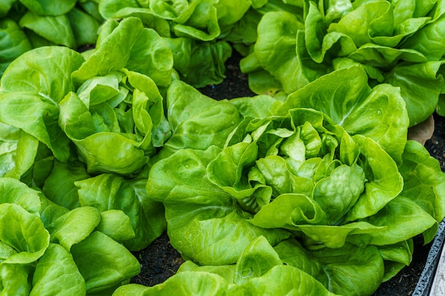 Premium Photo | Beautiful organic green butterhead lettuce or salad ...