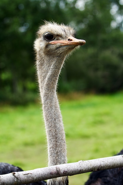 Free Photo | Beautiful ostrich