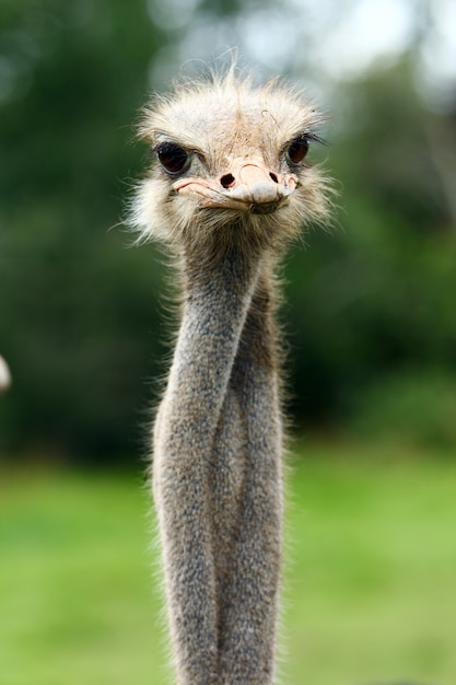 Beautiful ostrich | Free Photo