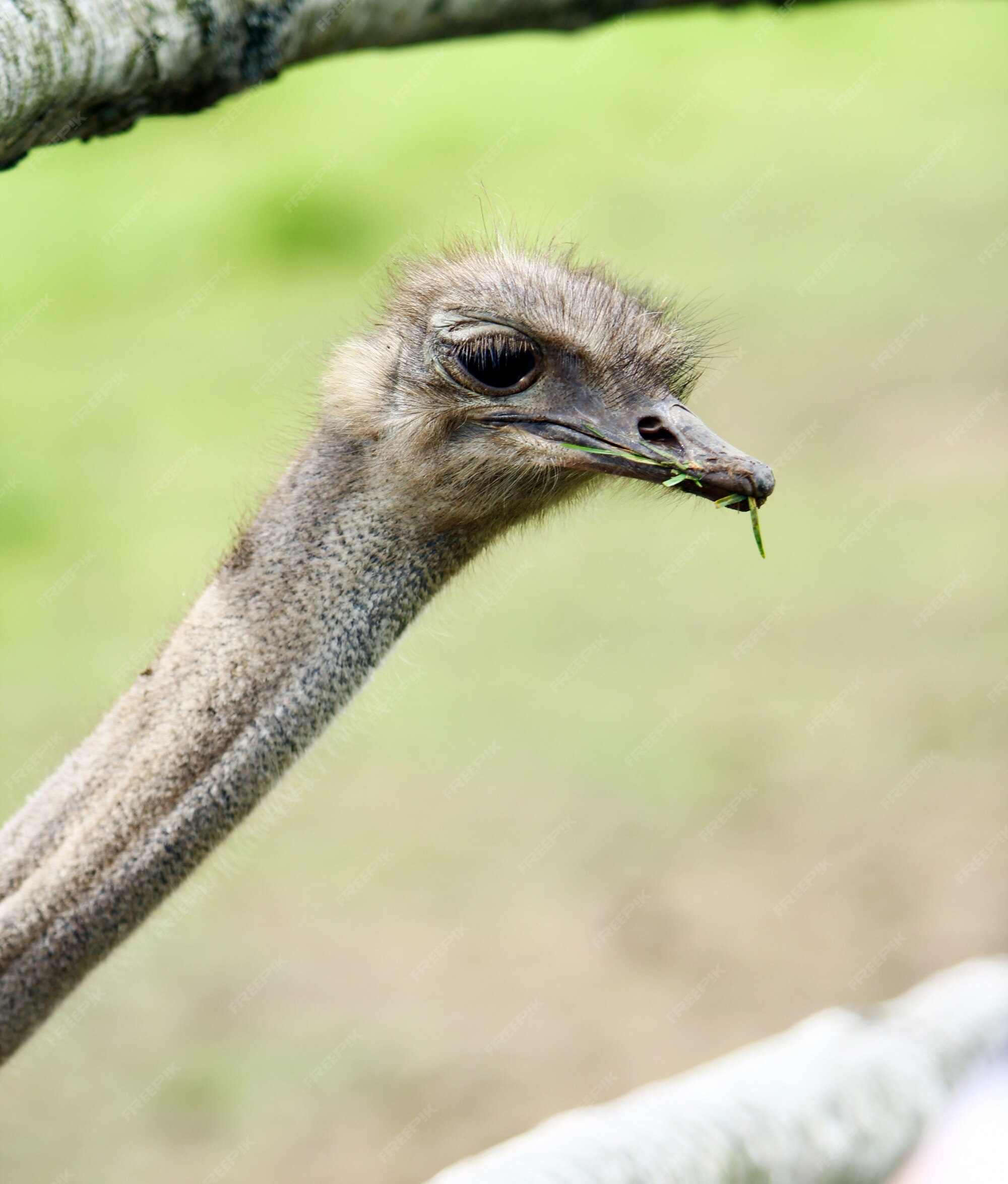 Free Photo | Beautiful ostrich