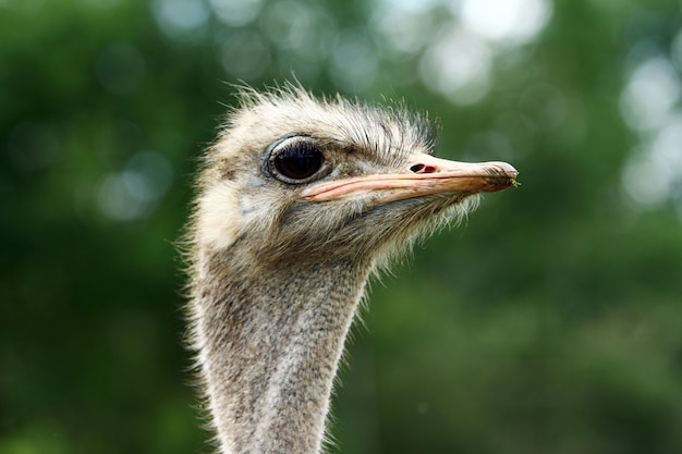 Free Photo | Beautiful ostrich