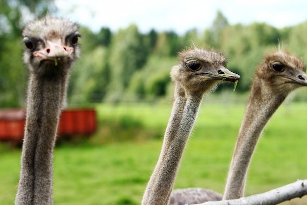 beautiful ostriches 144627 15354 - Pergi ke 7 Wisata Negeri Sembilan yang Seru dan Menyenangkan