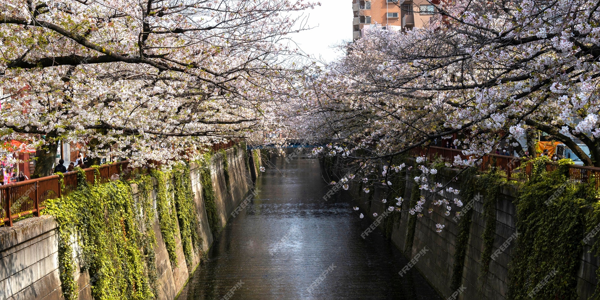 Free Photo | Beautiful peach tree blossom in japan