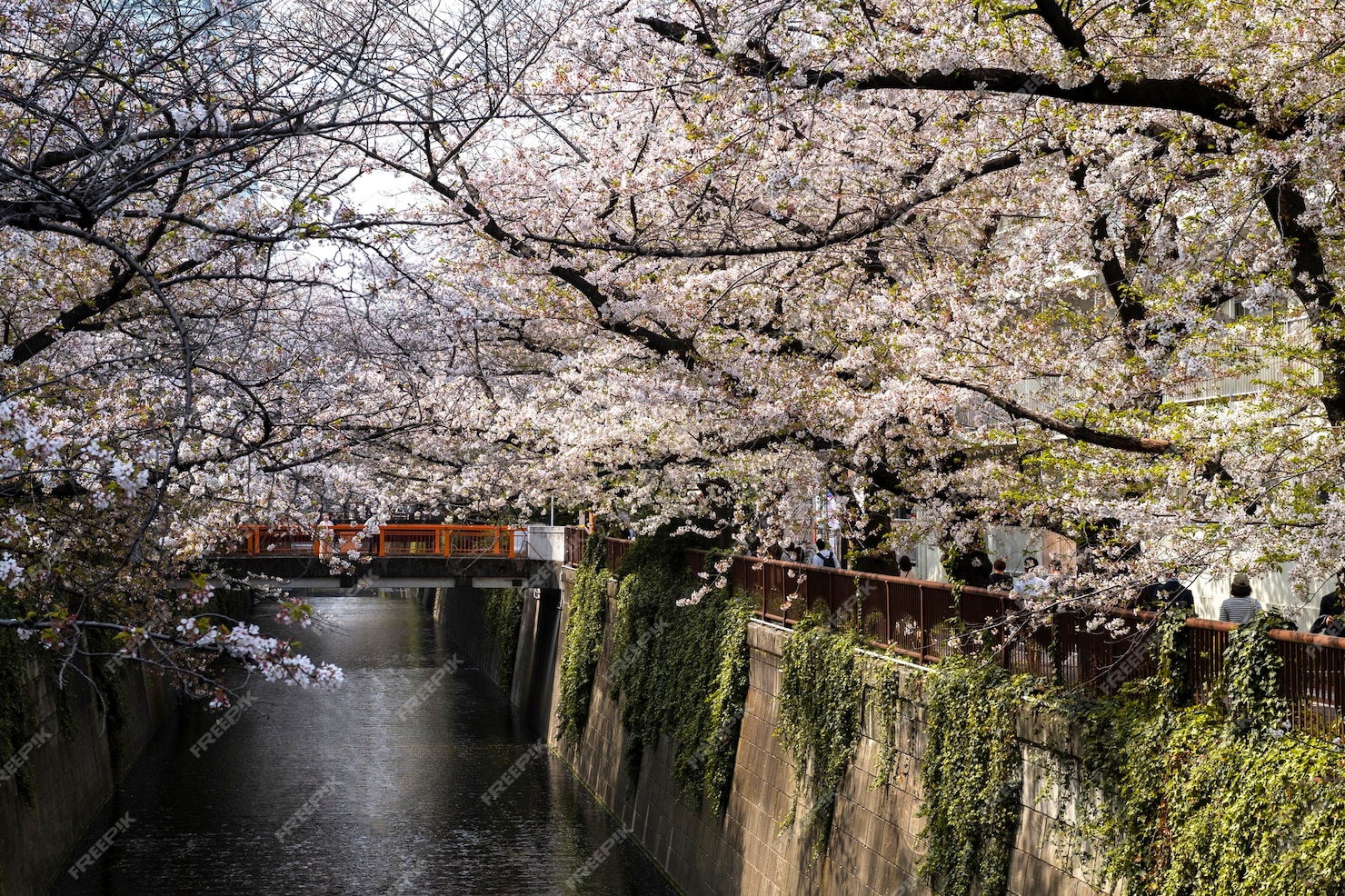 Free Photo | Beautiful peach tree blossom in japan