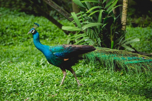 Premium Photo | Beautiful peacock with spread wings. zoo, tropical reserve