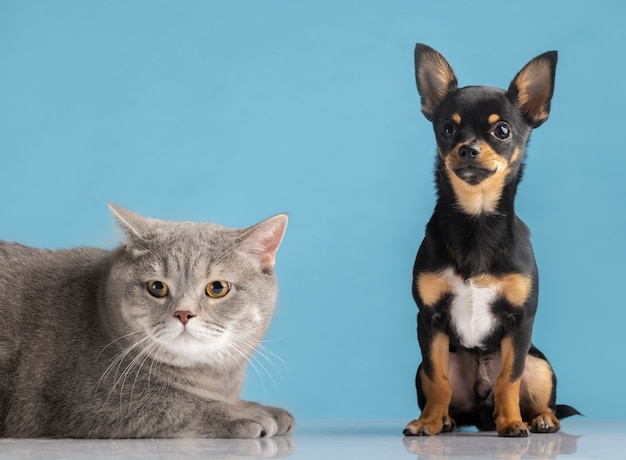 Beautiful pet portrait of small dog and cat  Dogs Are Better Than Cats