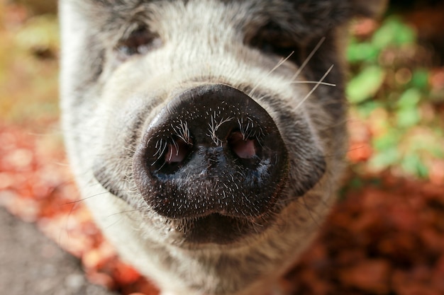 美しいブタ 濡れた鼻を持つ灰色の豚 動物は森の中を歩きます ブタの年 イノシシ 野生動物 面白い豚 プレミアム写真