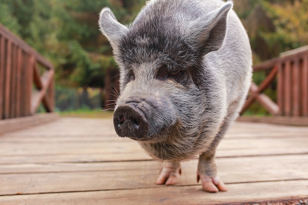 美しいブタ 濡れた鼻を持つ灰色の豚 動物は森の中を歩きます ブタの年 イノシシ 野生動物 面白い豚 プレミアム写真