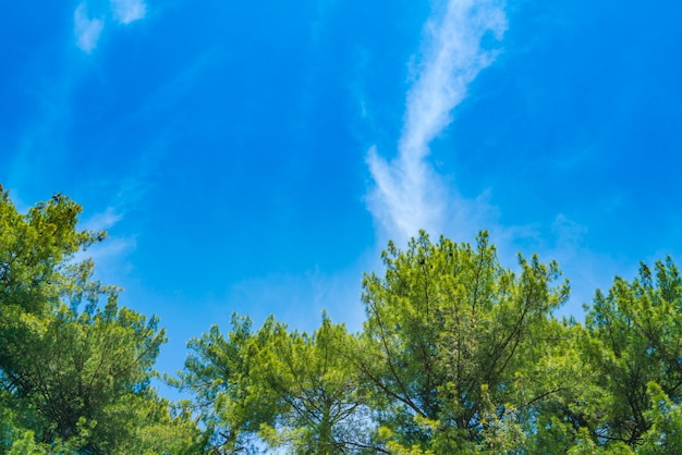 Beautiful pine trees with blue sky . Photo | Free Download