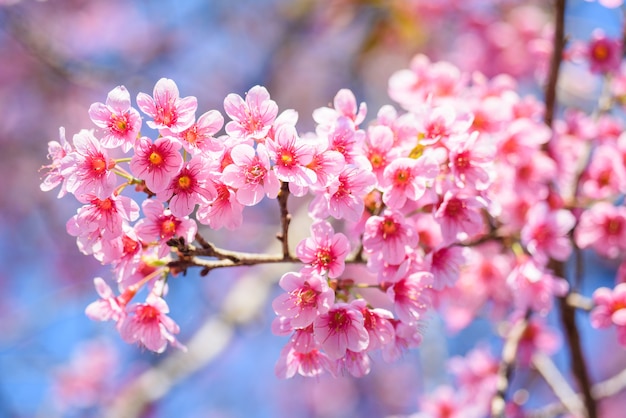 Beautiful Pink Cherry Blossom Or Sakura Flower Blooming In Blue