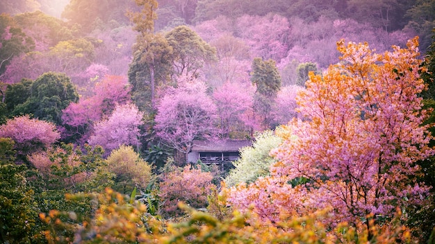 Premium Photo | Beautiful pink cherry blossom or sakura flower blooming ...