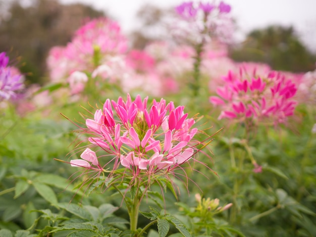 庭の美しいピンクのクレオメスピノサまたはクモの花 プレミアム写真