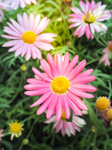 Premium Photo | Beautiful pink daisies flower in sunlight.