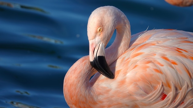 Premium Photo | Beautiful pink flamingo swimming in a pond under the ...