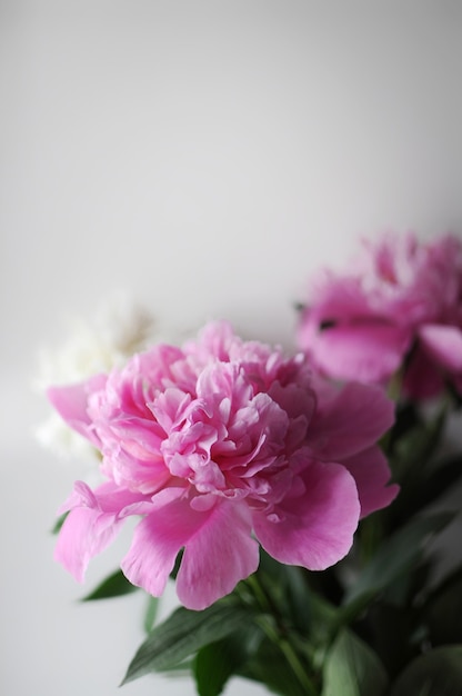 Premium Photo | Beautiful pink flourished peonies bouquet on white ...