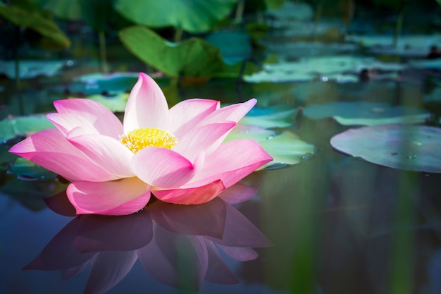 Beautiful pink lotus flower with green leaves in nature  background Premium Photo