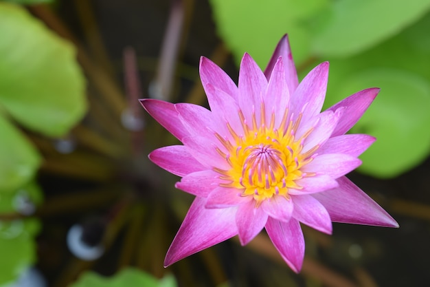 Premium Photo | Beautiful pink lotus in pound top view