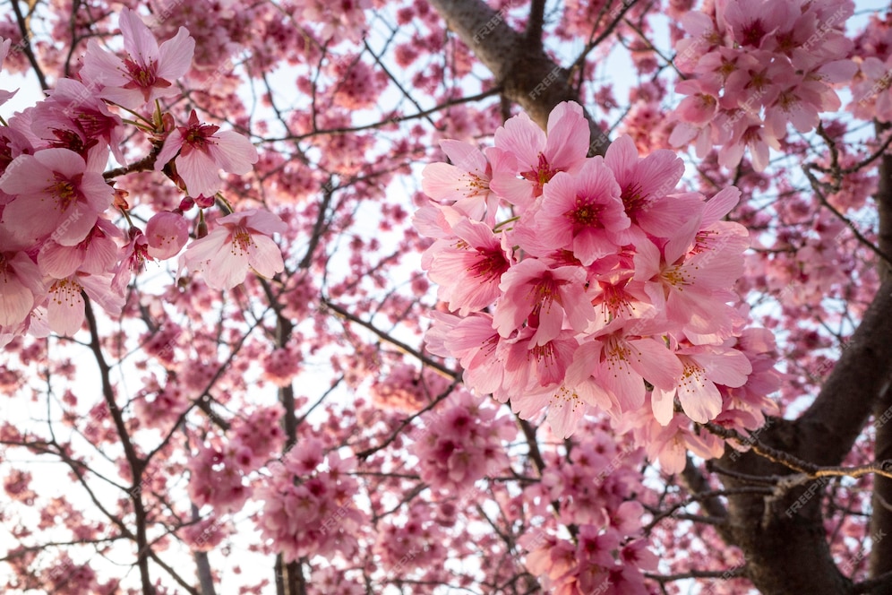 Free Photo | Beautiful pink peach tree blossom